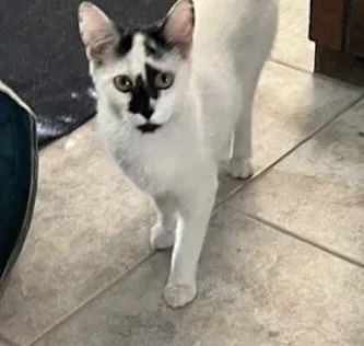 A young medium-sized female Domestic Short Hair cat named CeCe for adoption in Riverside, RI