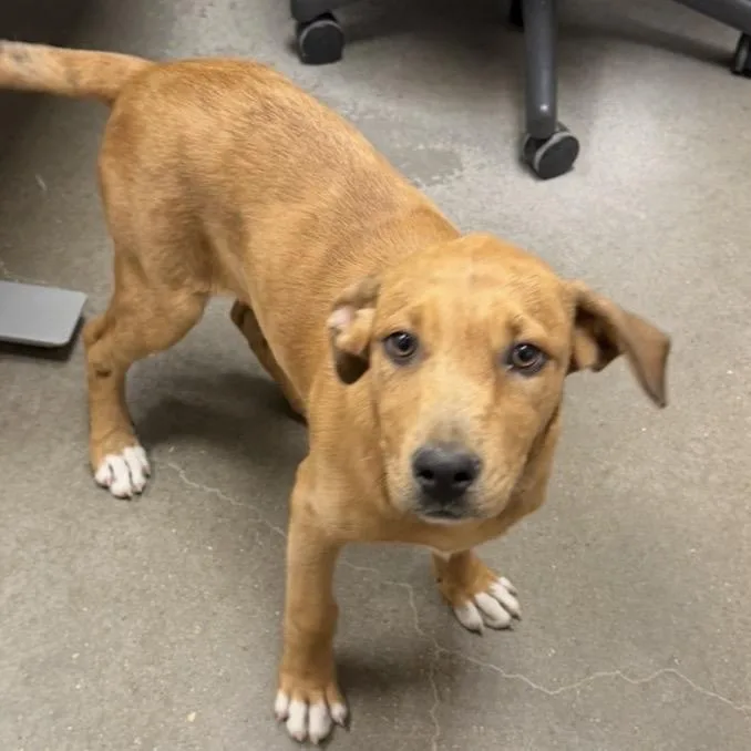 A baby medium-sized female Red / Chestnut / Orange Mixed Breed dog named Stumpy for adoption in Midland, TX