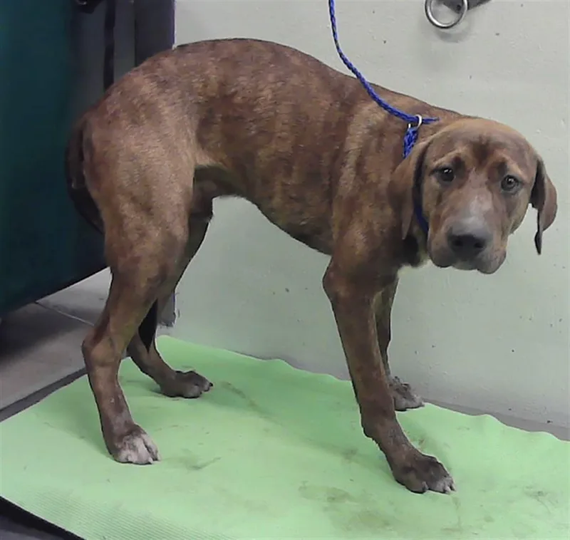 A young medium-sized male Staffordshire Bull Terrier dog named Juice for adoption in Houston, TX