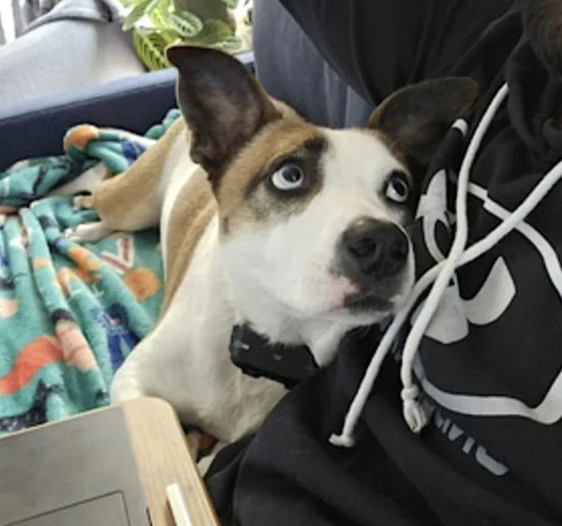 An adult medium-sized female White / Cream Australian Cattle Dog / Blue Heeler dog named Wheezy for adoption in Amherst, MA