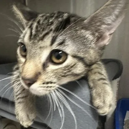 A baby small-sized male Gray / Blue / Silver Domestic Short Hair cat named Molly for adoption in Henderson, NV