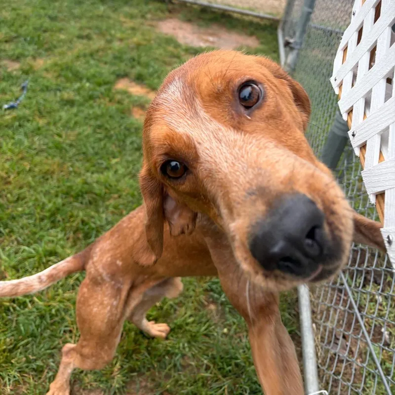 An adult medium-sized male Red / Chestnut / Orange Redbone Coonhound dog named Sal for adoption in Harrisonburg, VA