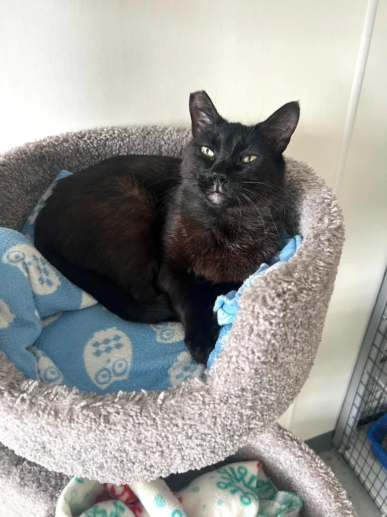 A young medium-sized male Domestic Short Hair cat named Biggie for adoption in Brookings, OR
