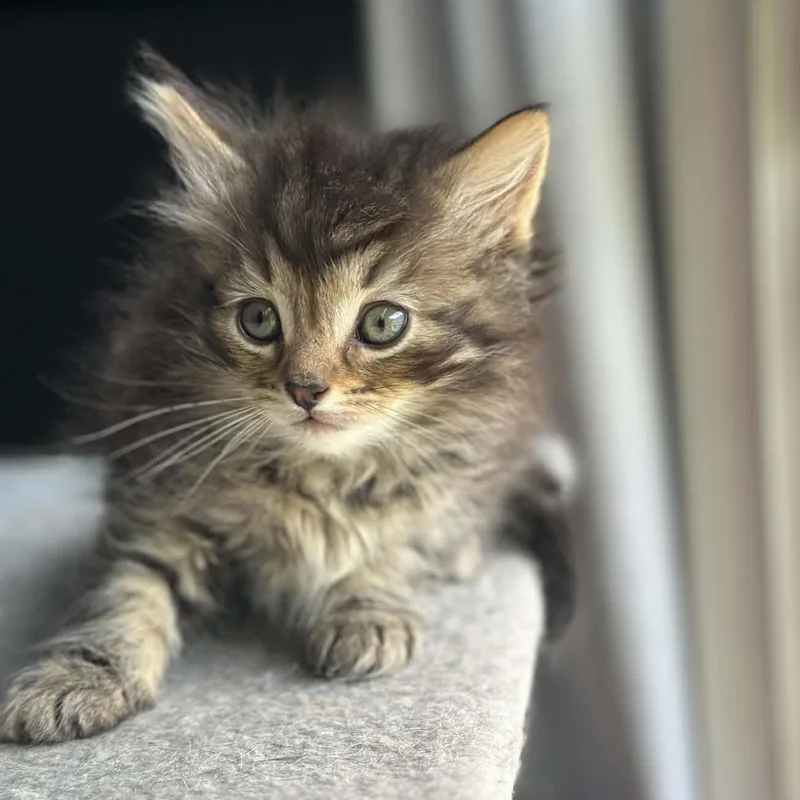 A baby small-sized male Domestic Medium Hair cat named Mos Def for adoption in Milwaukee, WI