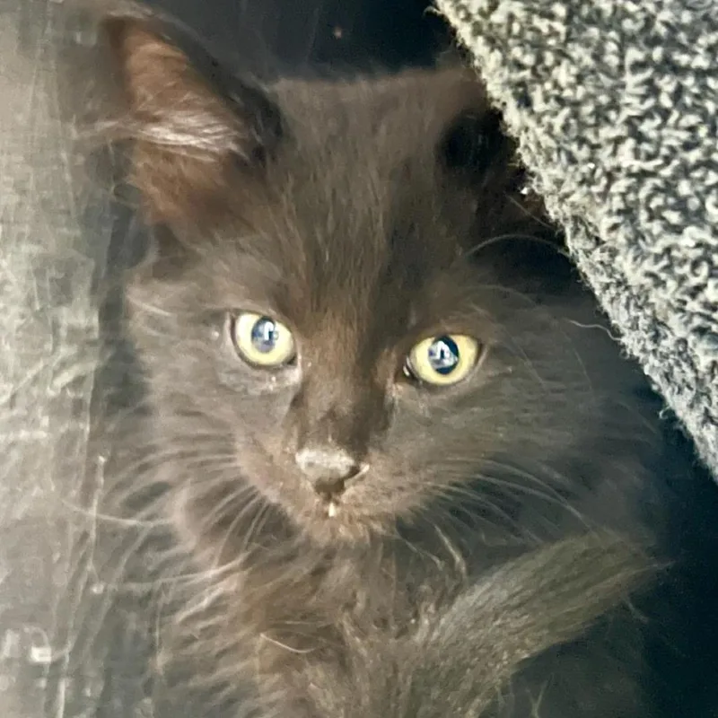 A baby small-sized male Black Domestic Long Hair cat named Iowa for adoption in Tacoma, WA