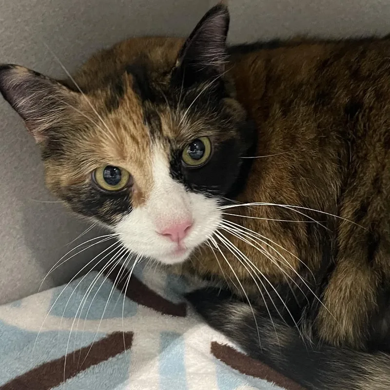 A senior small-sized female Calico Domestic Short Hair cat named Butter for adoption in Newark, NJ