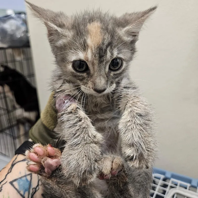 A baby small-sized female Calico American Shorthair cat named Margo for adoption in Lake Jackson, TX