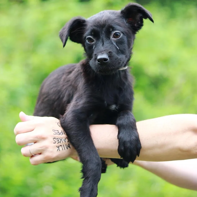 A baby large-sized female Black German Shepherd Dog dog named CT Busch for adoption in Stormville, NY