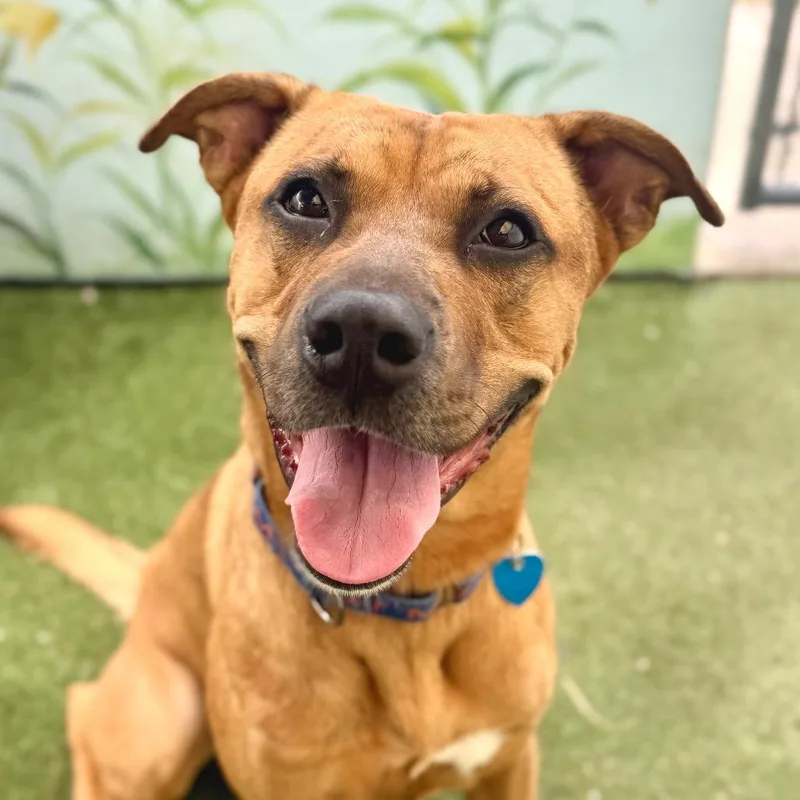 An adult medium-sized male Brindle Rhodesian Ridgeback dog named Rush for adoption in Fort Lauderdale, FL