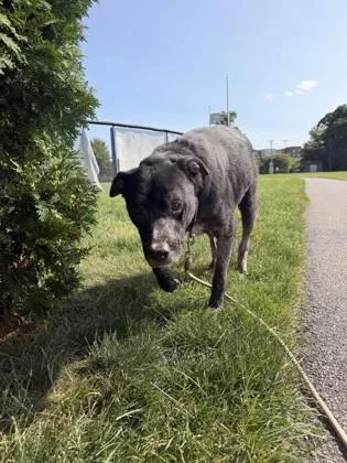 An adult large-sized male Labrador Retriever dog named Buddy for adoption in Lowell, MA
