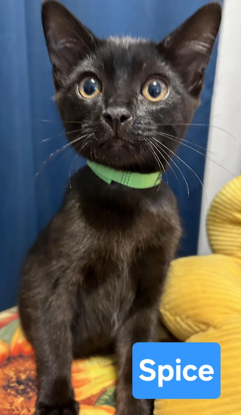 A baby medium-sized female Black Domestic Short Hair cat named Spice for adoption in Fullerton, CA