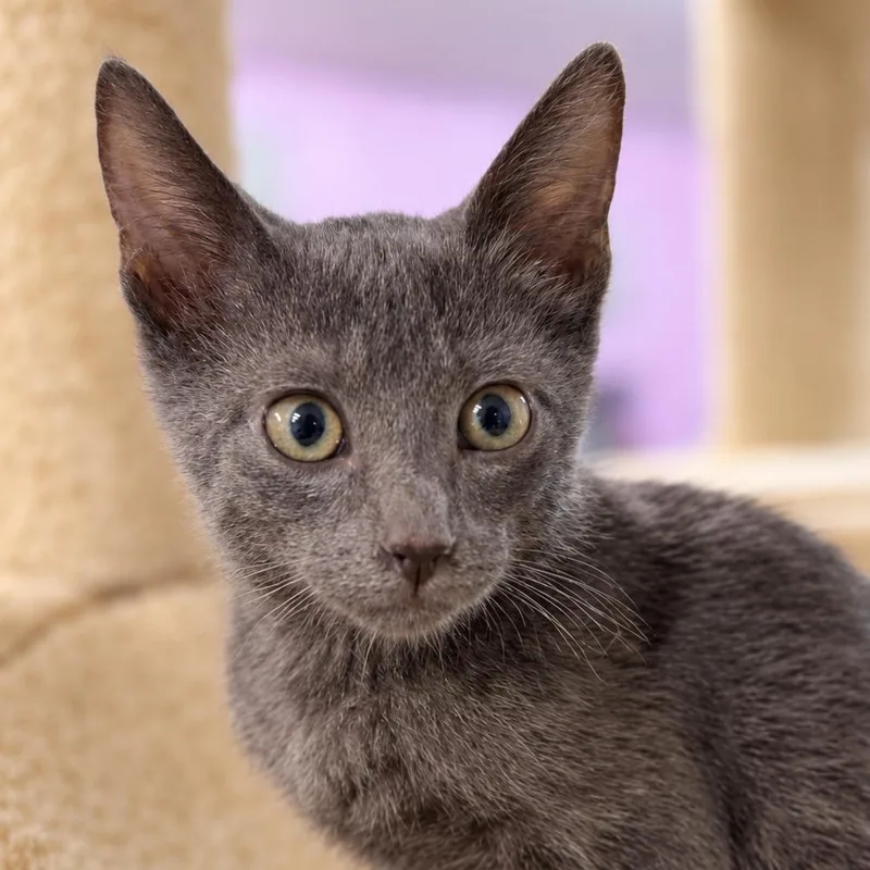 A baby small-sized male Gray / Blue / Silver Russian Blue cat named Flea Flicker for adoption in Boerne, TX