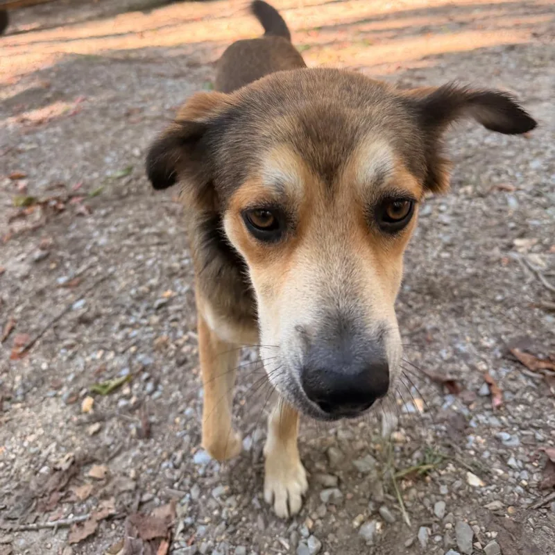An adult medium-sized male Apricot / Beige Mixed Breed dog named Buddy for adoption in Rossville, GA