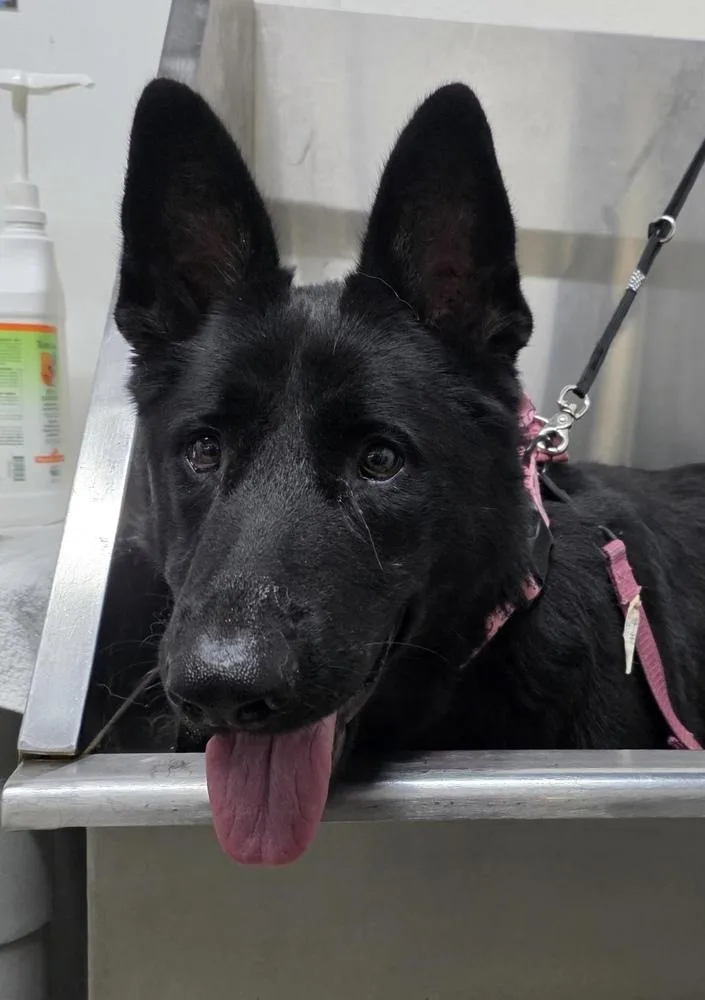 An adult large-sized female German Shepherd Dog dog named Kokoro for adoption in Louisa, VA