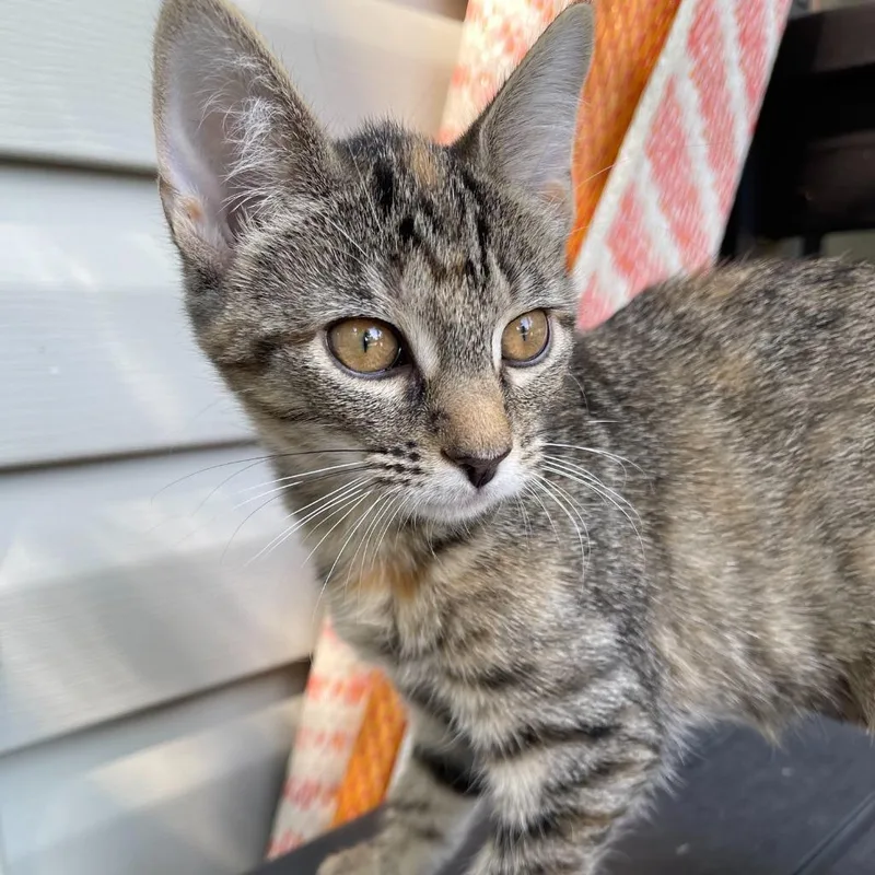 A baby medium-sized female Domestic Short Hair cat named Apple Cider for adoption in Youngsville, NC