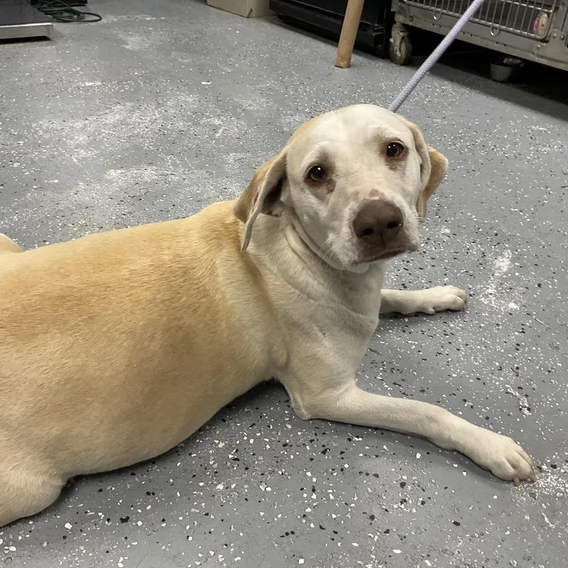 An adult large-sized female Yellow / Tan / Blond / Fawn Yellow Labrador Retriever dog named Eve for adoption in St Joseph, MO