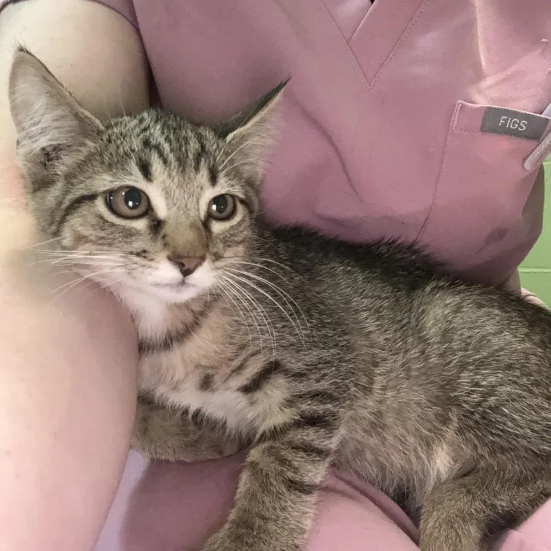A baby small-sized male Brown / Chocolate Domestic Short Hair cat named Mercury for adoption in Council Bluffs, IA