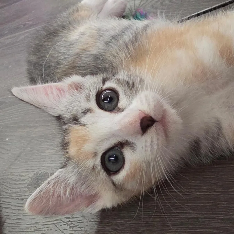 A baby small-sized female Calico Domestic Short Hair cat named Chloe for adoption in Tustin, CA