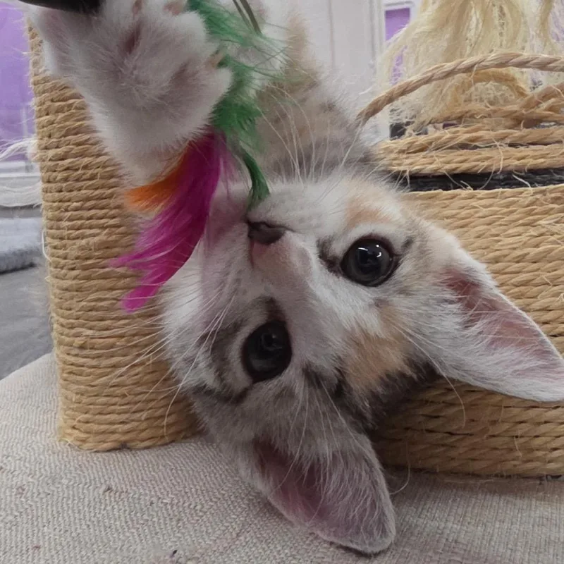 Chloe thumbnail 2