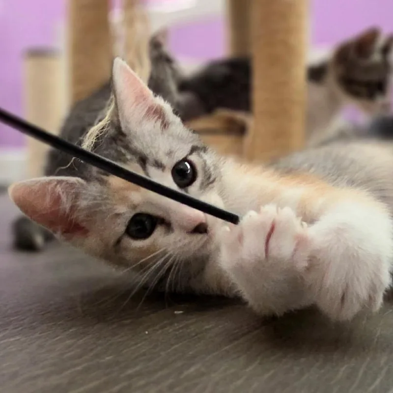 Chloe thumbnail 5