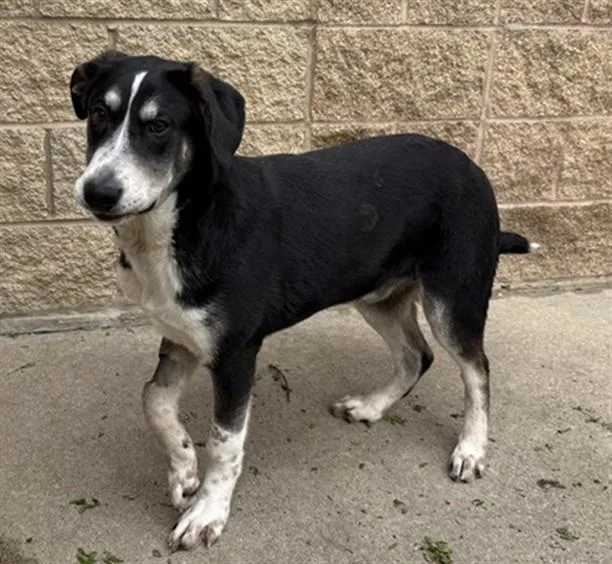A young large-sized male German Shepherd Dog dog named Max for adoption in Aurora, IL