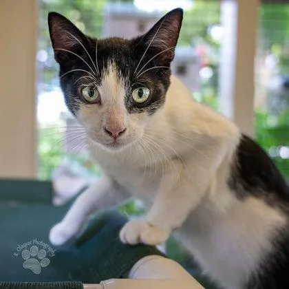A baby medium-sized male Domestic Short Hair cat named Tiki for adoption in Honolulu, HI