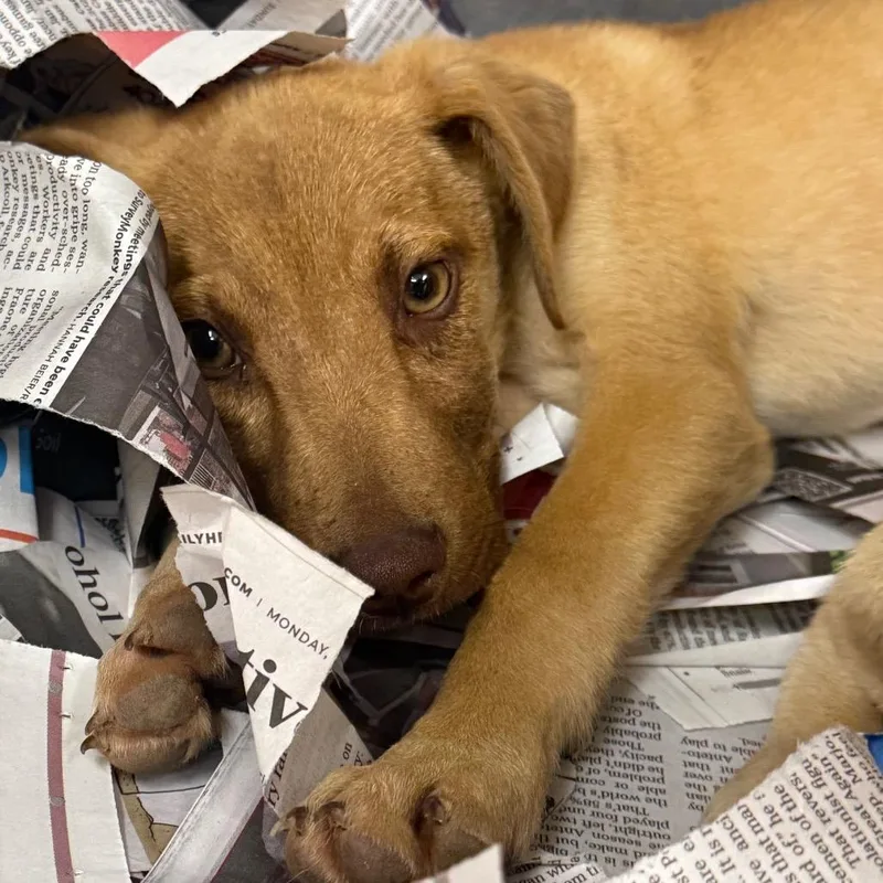 A baby small-sized male Yellow / Tan / Blond / Fawn Terrier dog named Martin for adoption in Birmingham, AL