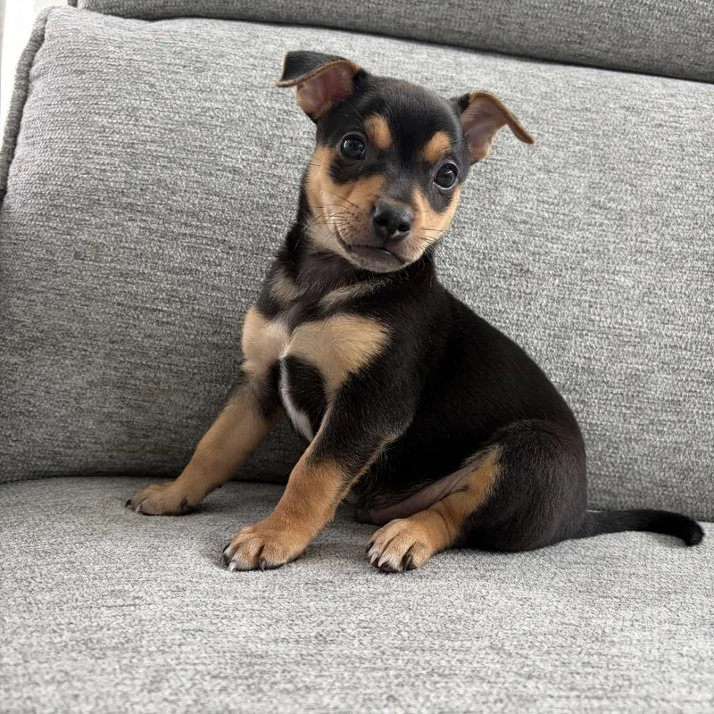 A baby small-sized male Black Chihuahua dog named Junior for adoption in Houston, TX