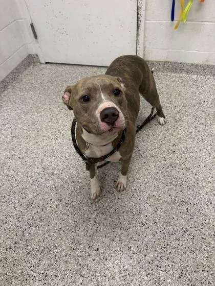 An adult large-sized female Gray / Blue / Silver Pit Bull Terrier dog named Harmony for adoption in Kansas City, MO