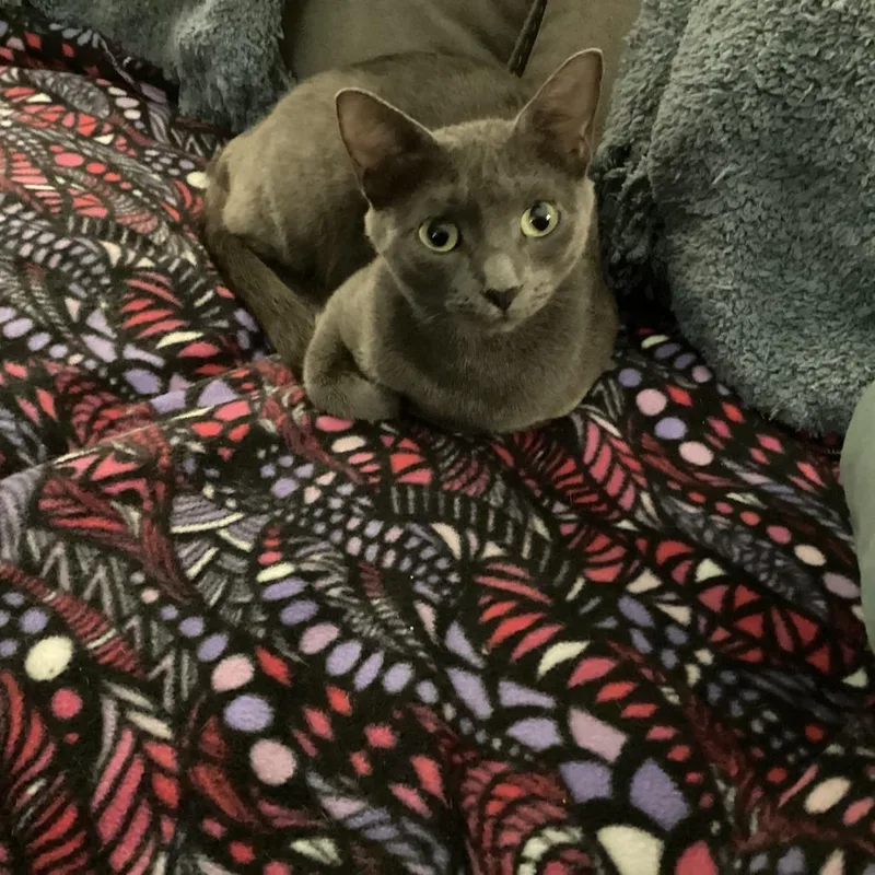 An adult small-sized female Gray / Blue / Silver Domestic Short Hair cat named Meredith for adoption in Madison, WI