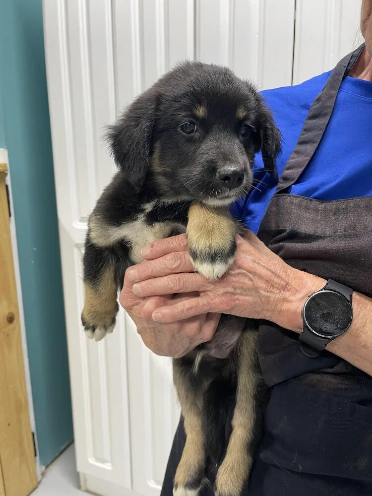 A baby small-sized male Australian Shepherd dog named Sam for adoption in Chattanooga, TN