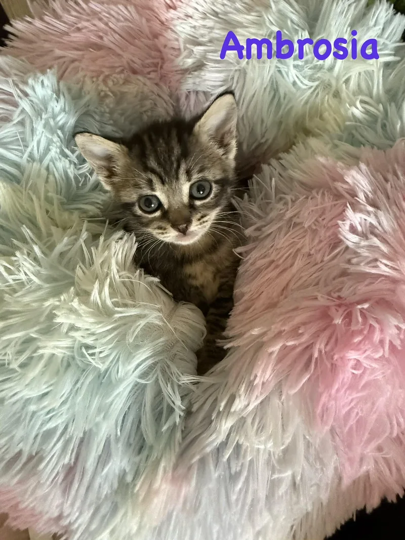 A baby small-sized female American Shorthair cat named Ambrosia for adoption in Lacona, NY