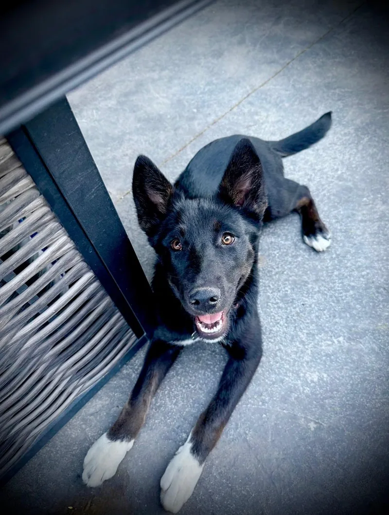 A young medium-sized female Husky dog named Imogene for adoption in Twin Falls, ID