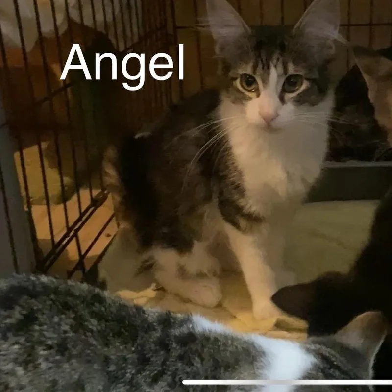 A young small-sized female Tabby (Brown / Chocolate) Domestic Medium Hair cat named Angel for adoption in Anna, TX