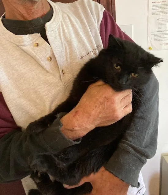 An adult medium-sized male Domestic Medium Hair cat named Halpert for adoption in Macedonia, OH