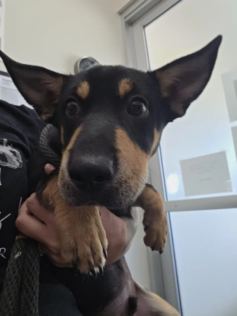 A baby medium-sized male Black Pembroke Welsh Corgi dog named Groot for adoption in Santa Clara, CA