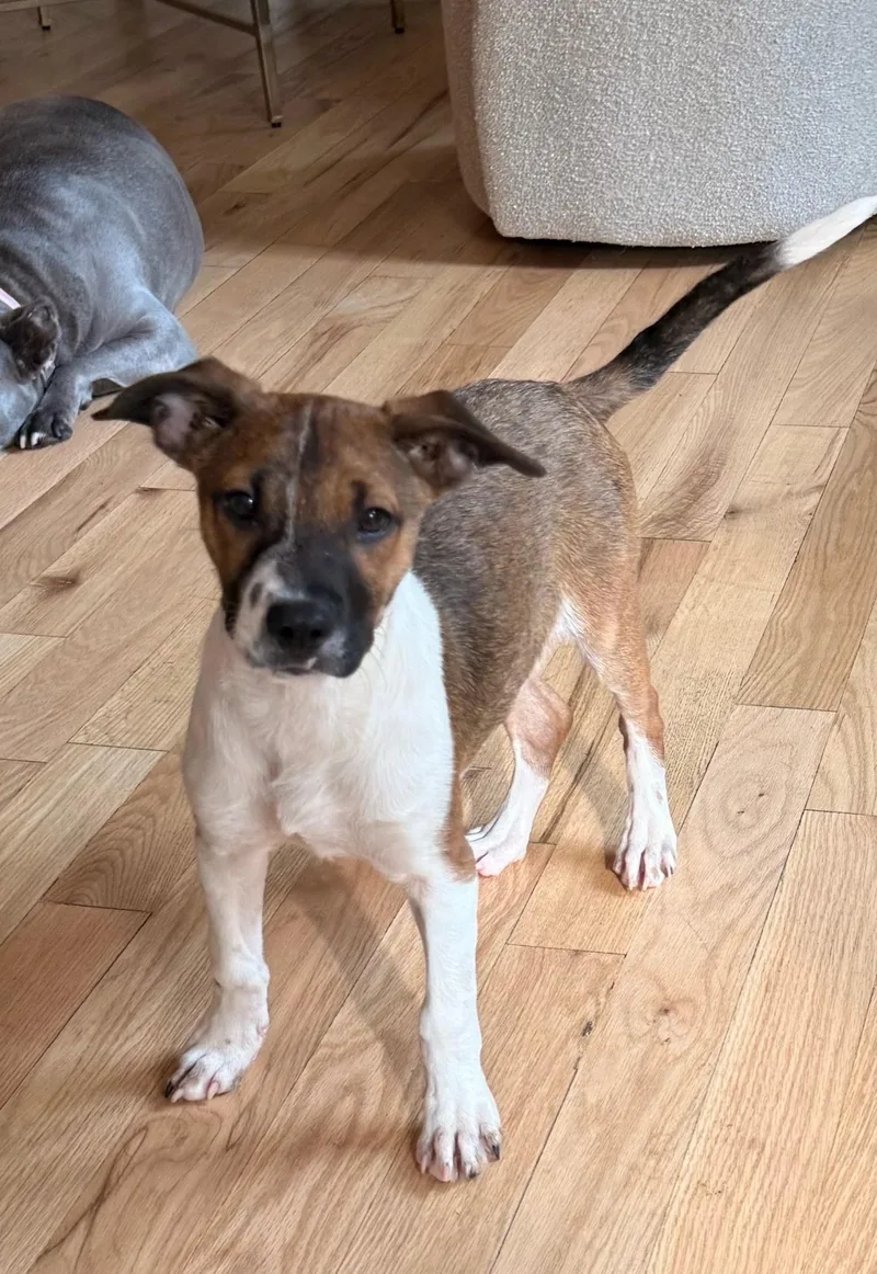 A baby medium-sized male Terrier dog named Dunkin for adoption in Carmel, NY