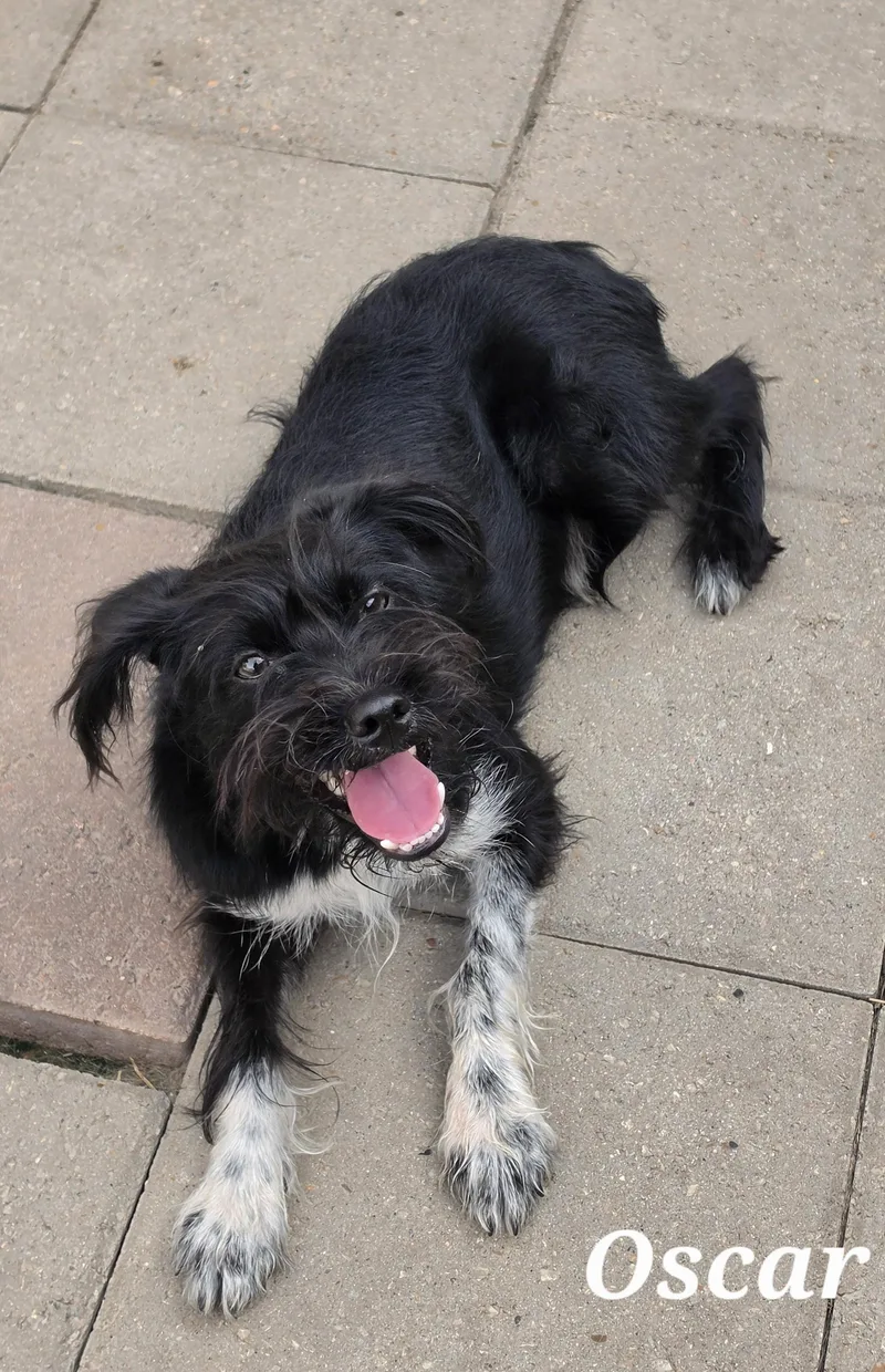 A baby small-sized male Miniature Schnauzer dog named Oscar for adoption in Edinburg, TX