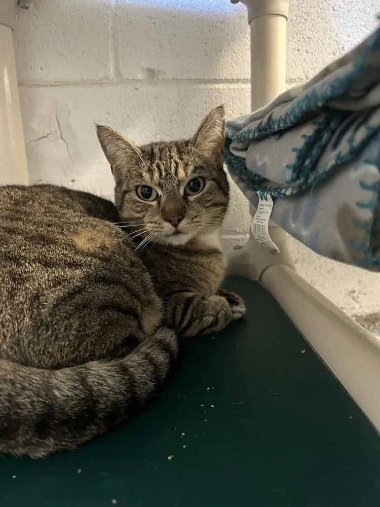 A young medium-sized female Tabby (Brown / Chocolate) Domestic Short Hair cat named Coraline for adoption in Ontario, CA