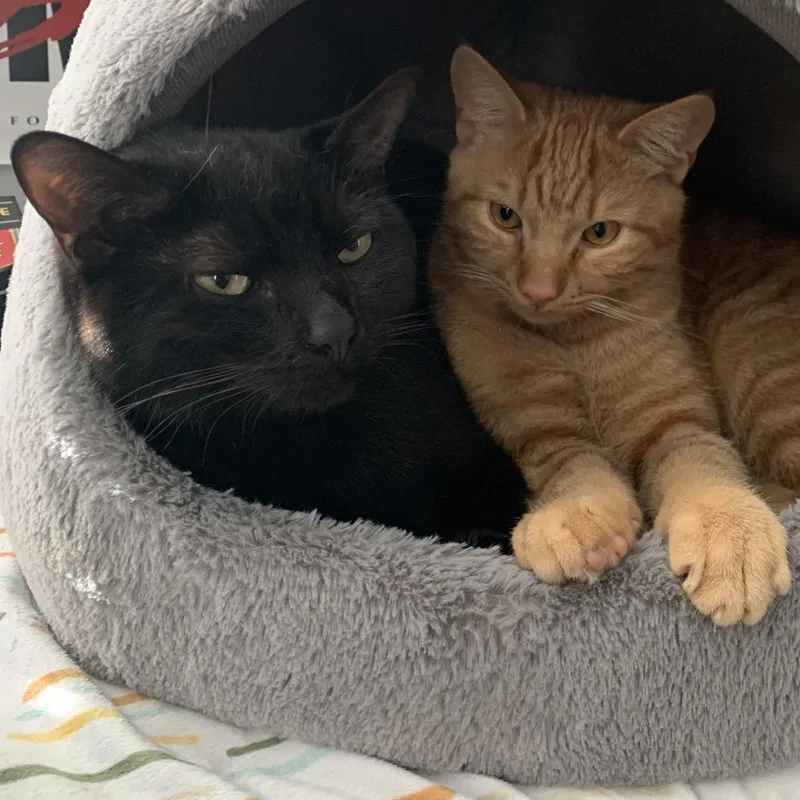 An adult large-sized male Black Domestic Short Hair cat named Gargamel for adoption in Washington Township, OH