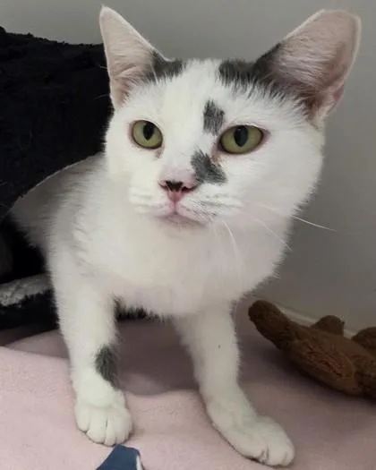 An adult medium-sized female Domestic Short Hair cat named Egypt for adoption in Fishers, IN