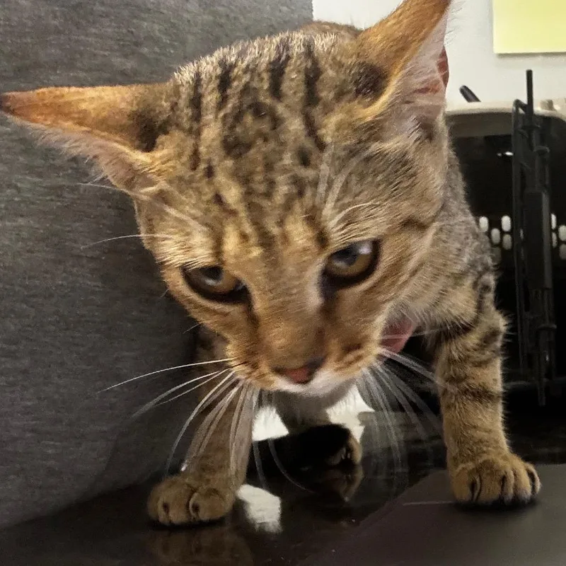 A baby small-sized female Brown / Chocolate Domestic Short Hair cat named Zipper for adoption in Concord, NC