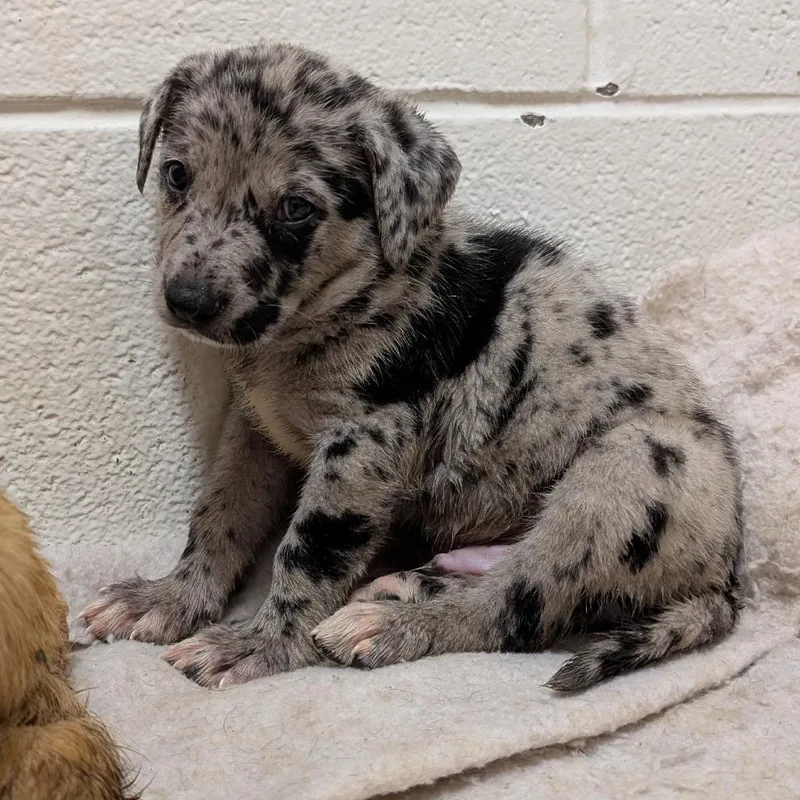 Puppy Midland
