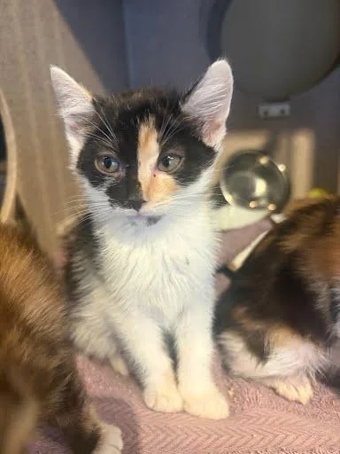 A baby small-sized female Domestic Short Hair cat named Sunset for adoption in Washington, DC
