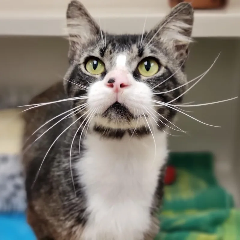 An adult large-sized male Gray / Blue / Silver Domestic Short Hair cat named Lalo for adoption in Sarasota, FL