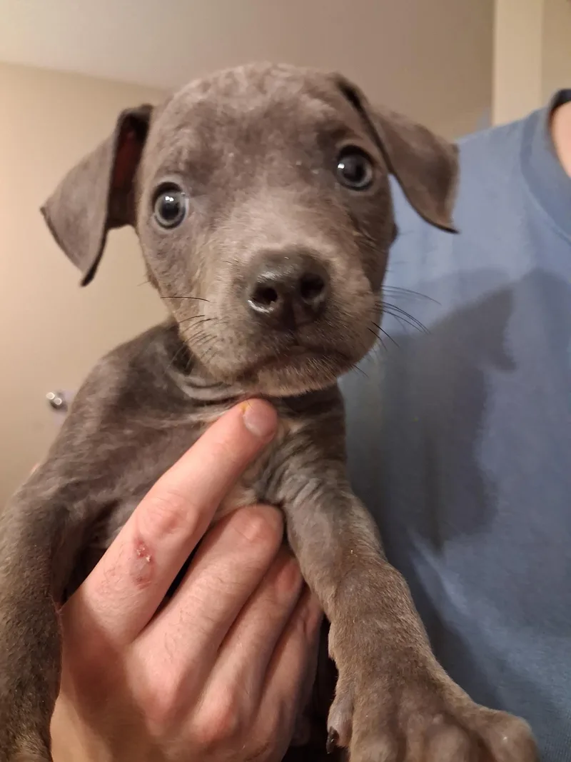 A baby medium-sized male Brown / Chocolate Doberman Pinscher dog named Dobby for adoption in White Lake, MI