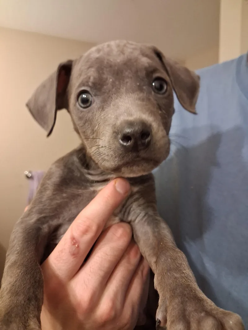 Dobby thumbnail 2