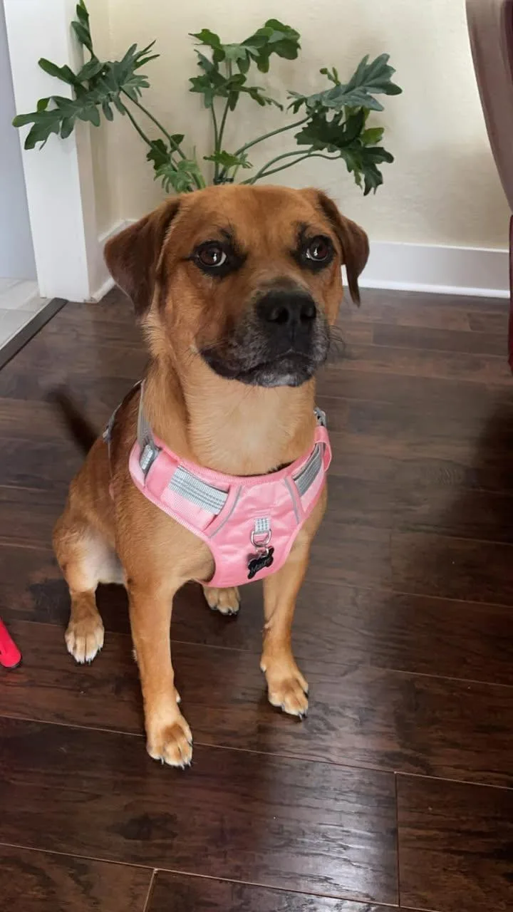 An adult medium-sized female Boxer dog named Maize for adoption in Canyon, TX