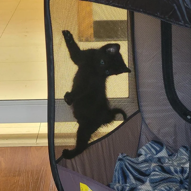 A baby small-sized female Domestic Short Hair cat named Razz Berry for adoption in Milan, IL