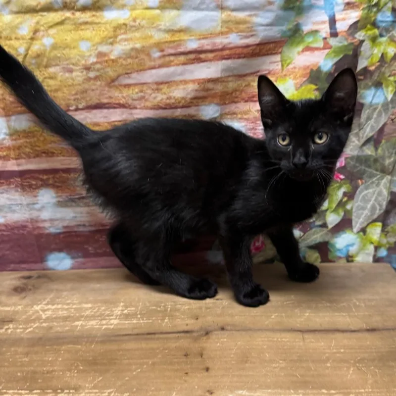 A baby small-sized male Black Domestic Short Hair cat named Barry for adoption in Normal, IL